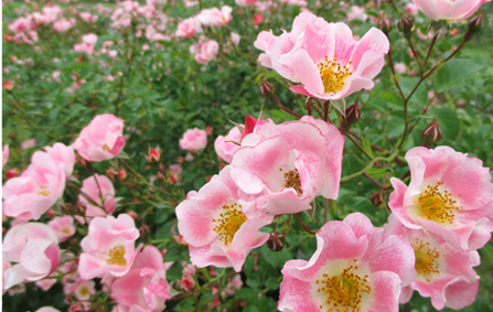 ハマナスの花